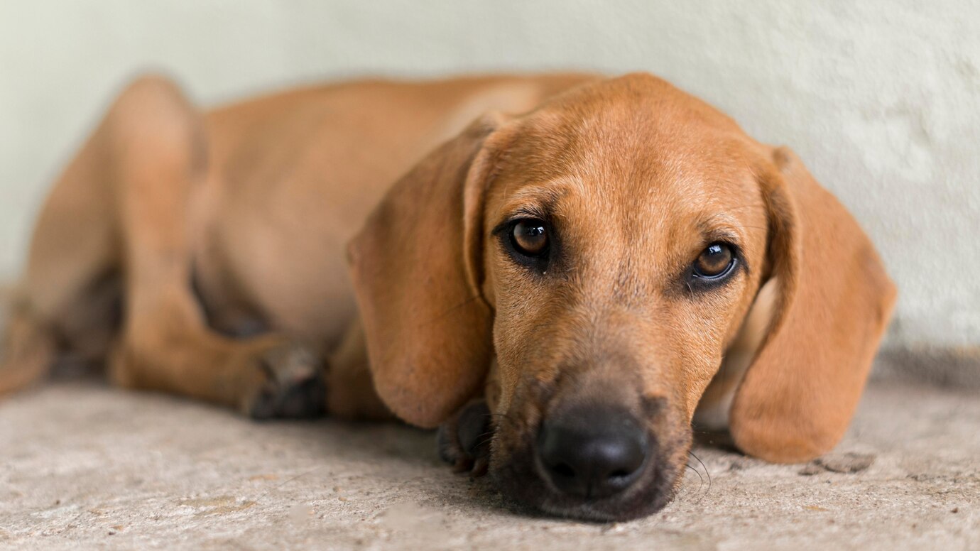Letargia em Cães: Causas, Sintomas, Doenças Relacionadas, Tratamento e ...