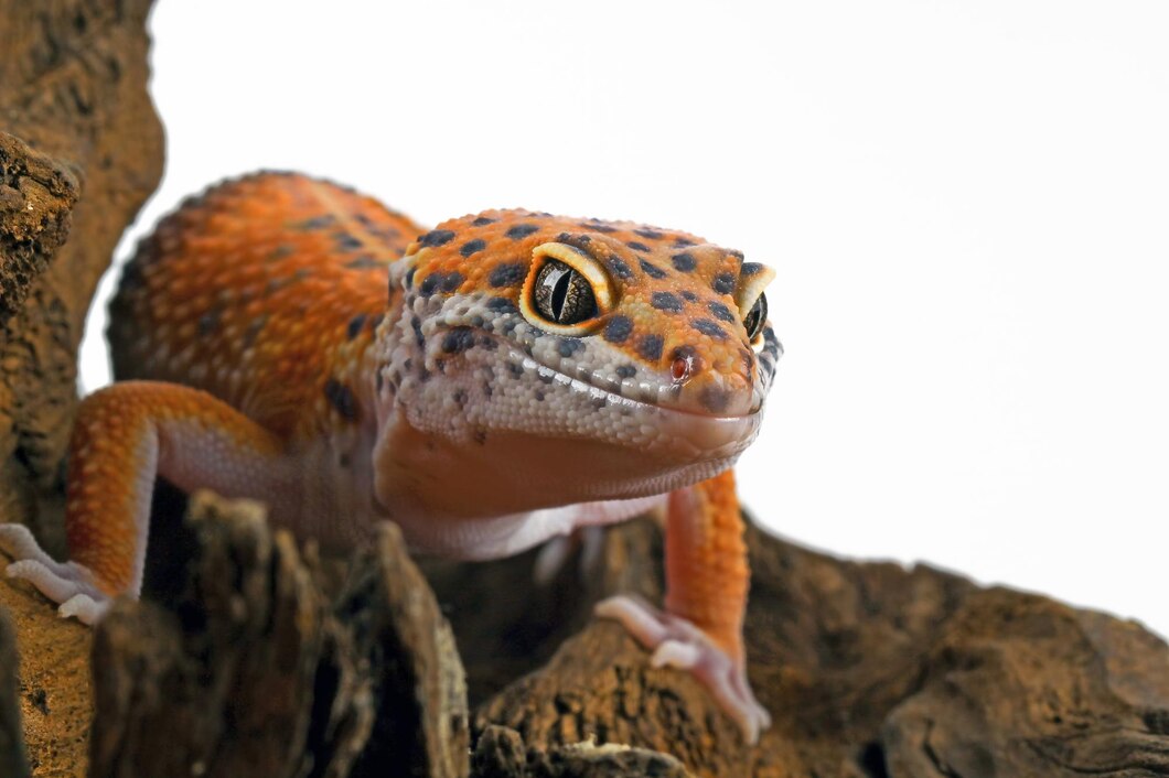 11 Gecko Leopard Gecko : Um Lagarto de Estimação Fascinante! - My Blog